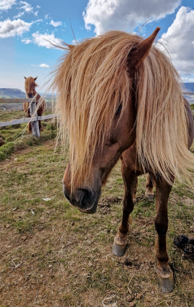 Islandzkie konie z bliska w pobliżu Helgufoss